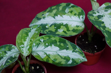 Load image into Gallery viewer, Aglaonema Pictum Tricolor Silver Stripe
