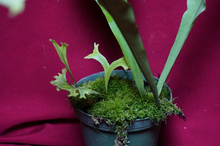 Load image into Gallery viewer, Microsorum Crested Dragon Whisker Large