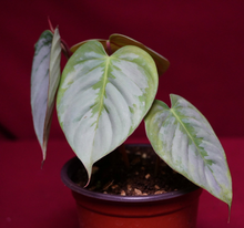 Load image into Gallery viewer, Philodendron Sodiroi Ornatum 4" Pot
