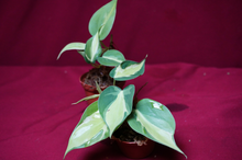 Load image into Gallery viewer, Philodendron Cream Splash 2" Pot