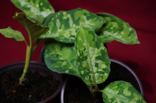 Load image into Gallery viewer, Aglaonema Pictum Tricolor Rare Aroid Camouflage Plant