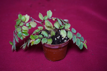 Load image into Gallery viewer, Begonia Foliosa