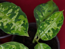 Load image into Gallery viewer, Aglaonema Pictum Tricolor Rare Aroid Camouflage Plant