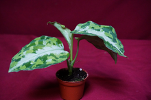 Load image into Gallery viewer, Aglaonema Pictum Tricolor Silver Stripe