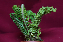 Load image into Gallery viewer, Nephrolepis Mini Crested 2" Pot