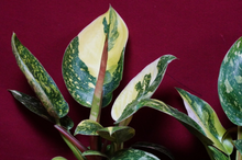 Load image into Gallery viewer, Philodendron Nuclear Green Congo 4" Pot