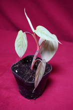Load image into Gallery viewer, Philodendron Sodiroi Ornatum 4" Pot