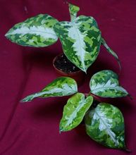 Load image into Gallery viewer, Aglaonema Pictum Tricolor Silver Stripe