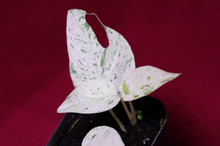 Load image into Gallery viewer, Epipremnum Pinnatum Marble Variegated