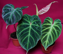 Load image into Gallery viewer, Philodendron Verrucosum 2" Pot
