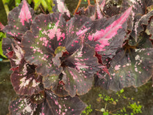 Load image into Gallery viewer, Begonia SOAK's Unnamed #2