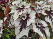 Load image into Gallery viewer, Begonia SOAK's Silver Panther