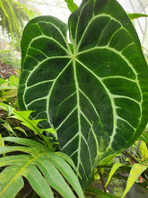 Load image into Gallery viewer, Anthurium Magnificum Seedling