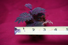 Load image into Gallery viewer, Solanum Uleanum "Purple"