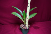 Load image into Gallery viewer, Philodendron Madagascar
