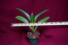 Load image into Gallery viewer, Philodendron Madagascar