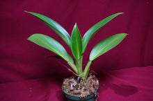 Load image into Gallery viewer, Philodendron Madagascar