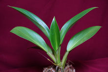 Load image into Gallery viewer, Philodendron Madagascar