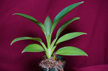 Load image into Gallery viewer, Philodendron Madagascar