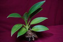 Load image into Gallery viewer, Philodendron Madagascar