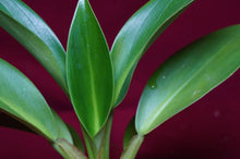 Load image into Gallery viewer, Philodendron Madagascar