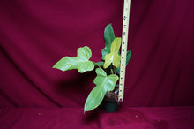 Load image into Gallery viewer, Philodendron Bipennifolium Gold Violin