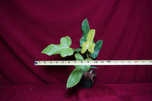 Load image into Gallery viewer, Philodendron Bipennifolium Gold Violin