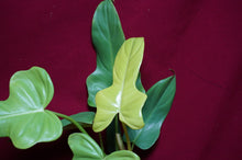 Load image into Gallery viewer, Philodendron Bipennifolium Gold Violin