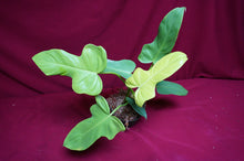 Load image into Gallery viewer, Philodendron Bipennifolium Gold Violin