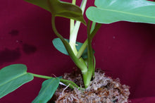 Load image into Gallery viewer, Philodendron Bipennifolium Gold Violin