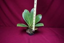 Load image into Gallery viewer, Philodendron linnaei Kunth