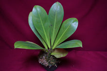 Load image into Gallery viewer, Philodendron linnaei Kunth