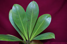 Load image into Gallery viewer, Philodendron linnaei Kunth
