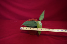 Load image into Gallery viewer, Philodendron Genevievianum