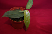 Load image into Gallery viewer, Philodendron Genevievianum