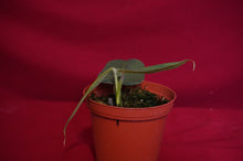 Load image into Gallery viewer, Philodendron Genevievianum
