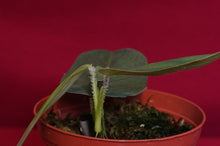 Load image into Gallery viewer, Philodendron Genevievianum