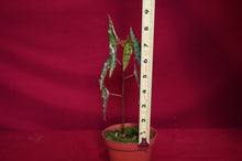 Load image into Gallery viewer, Begonia Amphioxus