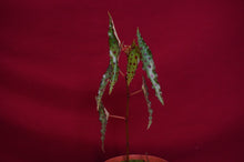 Load image into Gallery viewer, Begonia Amphioxus