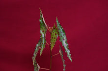 Load image into Gallery viewer, Begonia Amphioxus