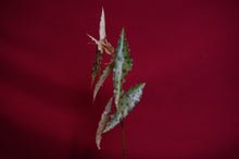 Load image into Gallery viewer, Begonia Amphioxus