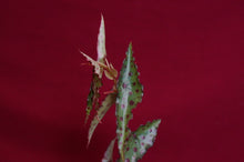 Load image into Gallery viewer, Begonia Amphioxus