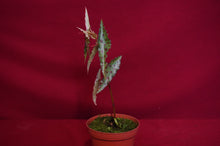 Load image into Gallery viewer, Begonia Amphioxus