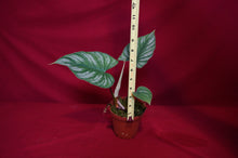 Load image into Gallery viewer, Philodendron Mamei