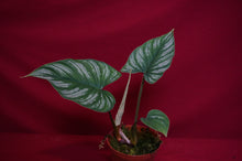 Load image into Gallery viewer, Philodendron Mamei