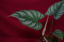 Load image into Gallery viewer, Philodendron Mamei