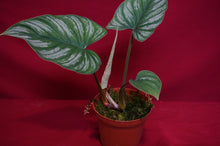 Load image into Gallery viewer, Philodendron Mamei