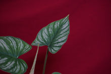 Load image into Gallery viewer, Philodendron Mamei