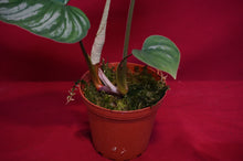 Load image into Gallery viewer, Philodendron Mamei