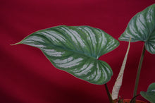 Load image into Gallery viewer, Philodendron Mamei